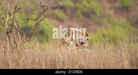 männliche Tiger Verlegung in langen Rasen, teils versteckt, Blick seitwärts, Bandhavgarh National Park, Madhya Pradesh, Indien, Asien Stockfoto