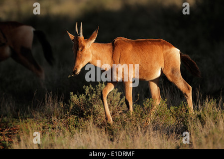 Junge rote Kuhantilope (Alcelaphus Buselaphus) im späten Nachmittag Licht, Südafrika Stockfoto