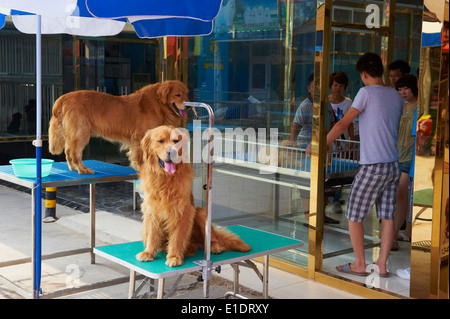 China, Peking, Hund und Katze Markt der Dong Feng Xin Stockfoto
