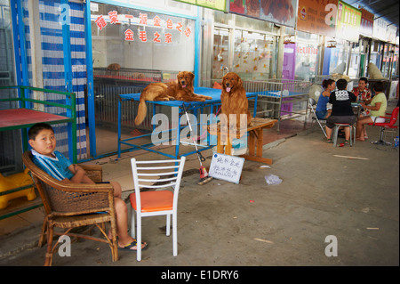 China, Peking, Hund und Katze Markt der Dong Feng Xin Stockfoto
