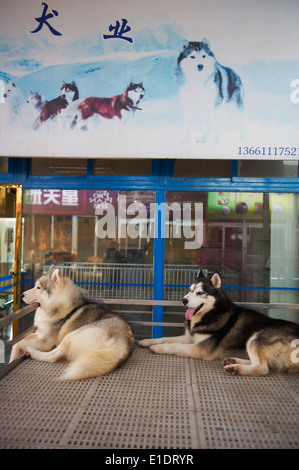 China, Peking, Hund und Katze Markt der Dong Feng Xin Stockfoto