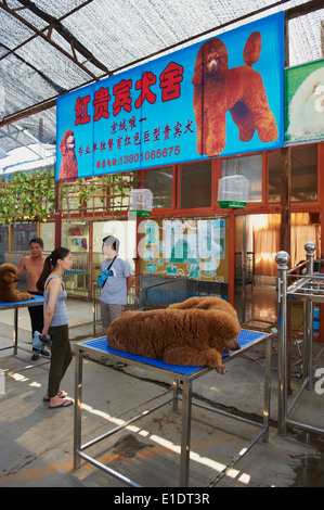 China, Peking, Hund und Katze Markt der Dong Feng Xin Stockfoto