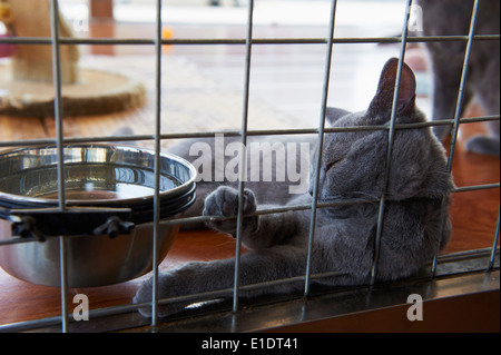 China, Peking, Hund und Katze Markt der Dong Feng Xin Stockfoto