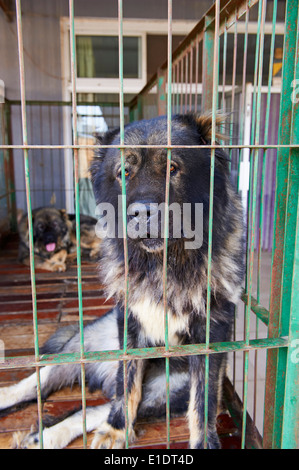 China, Peking, Hund und Katze Markt der Dong Feng Xin Stockfoto