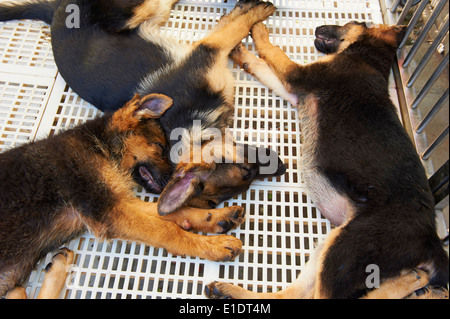 China, Peking, Hund und Katze Markt der Dong Feng Xin Stockfoto
