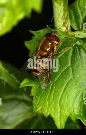 Nahaufnahme von Hoverfly sitzen auf einer Pflanze Blatt Stockfoto