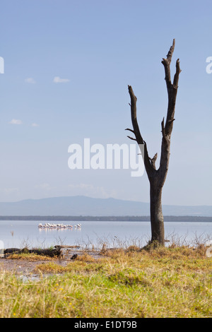 Ein toter Baum am Lake Nakuru in Kenia. Stockfoto