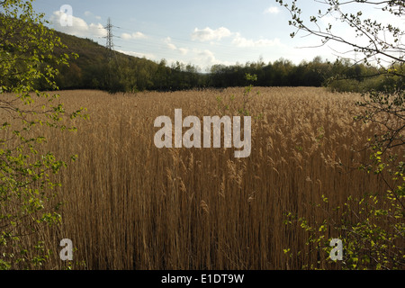 Blauer Himmel Abend Blick, Blick nach Westen, hohe Schilf wächst in weiten Tal Etage Lagune, Cromwell unten, Naturschutzgebiet, Elland, Großbritannien Stockfoto