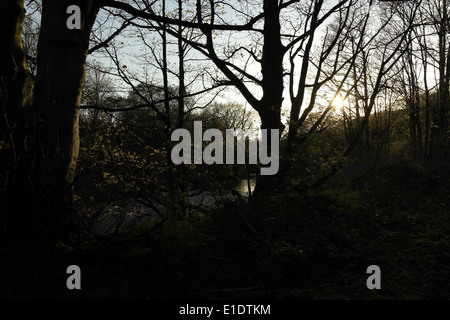 Abendsonne scheint durch Wald Bäume am Ufer des Flusses Calder, Blick stromaufwärts, Cromwell Boden, Elland, West Yorkshire Stockfoto