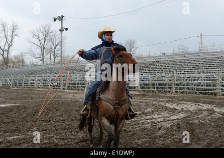 Arena-Cowboy rundet Rinder im Stift. Stockfoto