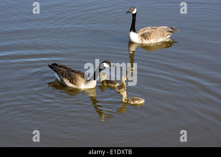 Kanadagans Branta Canadensis Erwachsene und Gänsel schwimmen Stockfoto