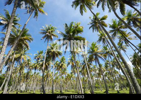 Hain der grünen Kokosnuss Palmen stehen bei strahlend blauem Himmel tropische Kokosnuss Küste Nordeste Bahia Brasilien Stockfoto