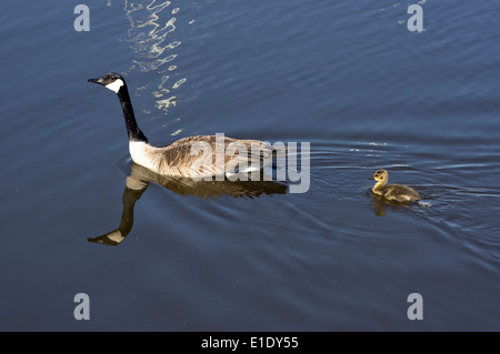 Kanadagans Branta Canadensis Erwachsenen- und Gosling schwimmen Stockfoto