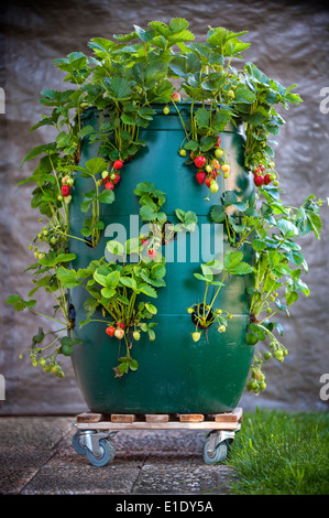 Eine grüne Kunststoff-Fass, recycelt und für den Anbau von Erdbeeren umgewandelt. Stockfoto