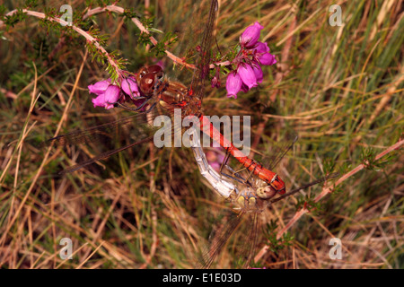 Gemeinsamen Darter Libelle (Sympetrum Striolatum), Paarung paar auf Heideland, UK. Stockfoto