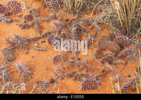 Natürliche Merkmale des Gebiets im Arches National Park in der Nähe von Moab, Utah Stockfoto