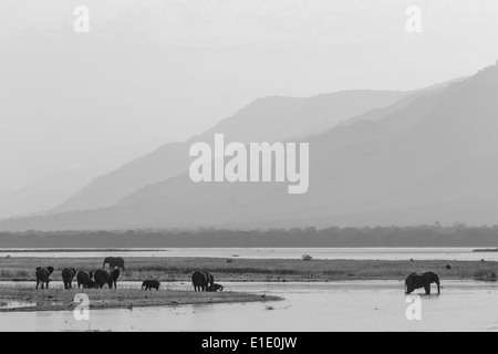 Elefantenherde trinken auf dem Sambesi-Fluss in schwarz / weiß Stockfoto