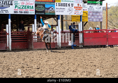 Fahrer hängt an bucking Horse in High School Rodeo in Attika NY. Stockfoto