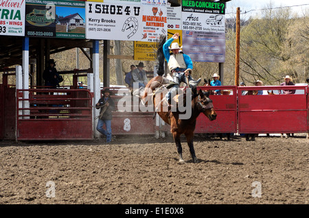 Fahrer hängt an bucking Horse in High School Rodeo in Attika NY. Stockfoto