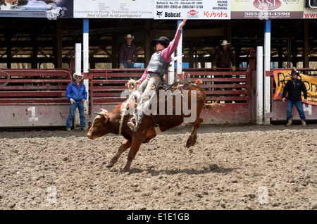 Reiter wird vom Pferd beim Rodeo Ruckeln ausgelöst. Stockfoto