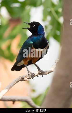 Vogel, Dreifarben Glanzstar Driekleur-Glansspreeuw, Glanzstare superbus Stockfoto