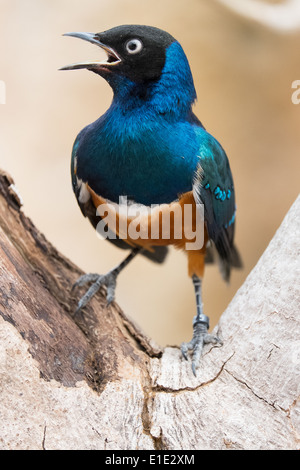 Vogel, Dreifarben Glanzstar Driekleur-Glansspreeuw, Glanzstare superbus Stockfoto