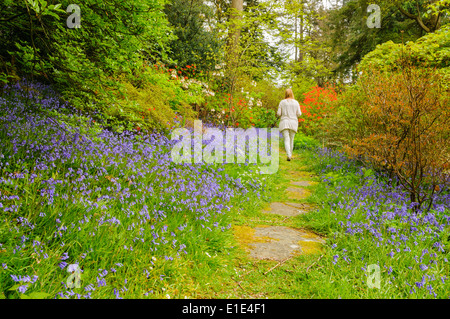Eine Frau geht einen Weg durch ein Feld von Glockenblumen Stockfoto