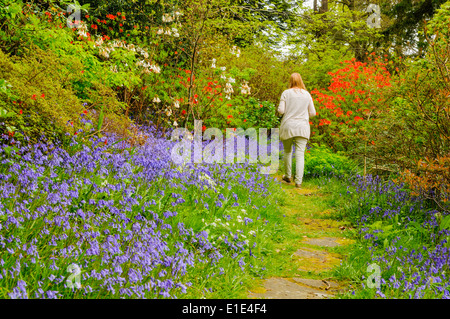 Eine Frau geht einen Weg durch ein Feld von Glockenblumen Stockfoto