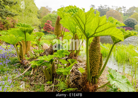 Gunnera Pflanzen in Blüte an einem See Stockfoto