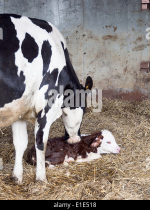 Ein Hereford cross Milchkuh lecken sauber hier neugeborenes Kalb in der Mutterschaft Schuppen von einem Milchviehbetrieb UK Stockfoto