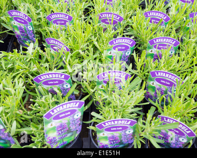 Lavendel Pflanzen für Verkauf Vielzahl Lavendula 'Little Lady' Heacham Norfolk England UK Stockfoto