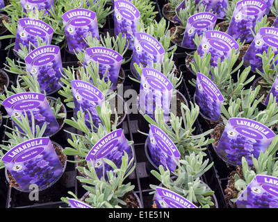 Lavendel Pflanzen für Verkauf Vielzahl Lavendula "Melissa Lilac" Heacham Norfolk England UK Stockfoto