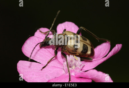 Pachyta Quadrimaculata, ein 4-spotted Licht braun & schwarz europäischen Laubholzbockkäfer posiert auf eine rosa Blume Stockfoto