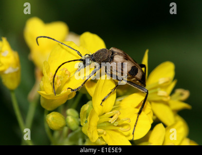 Pachyta Quadrimaculata, ein 4 gesichtet leichte braune & schwarz europäischen Laubholzbockkäfer auf eine gelbe Blume Stockfoto