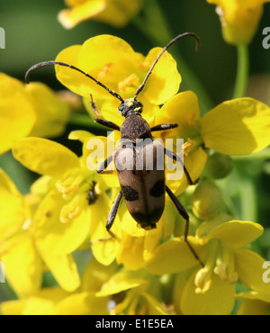 Pachyta Quadrimaculata, ein 4 gesichtet leichte braune & schwarz europäischen Laubholzbockkäfer auf eine gelbe Blume Stockfoto