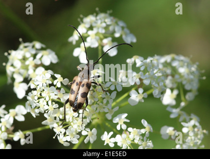 Pachyta Quadrimaculata, ein 4-spotted Licht braun & schwarz europäischen Laubholzbockkäfer. Stockfoto