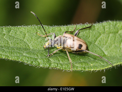 Pachyta Quadrimaculata, ein 4 gesichtet leichte braune & schwarz europäischen Laubholzbockkäfer in gelben Pollen bedeckt Stockfoto