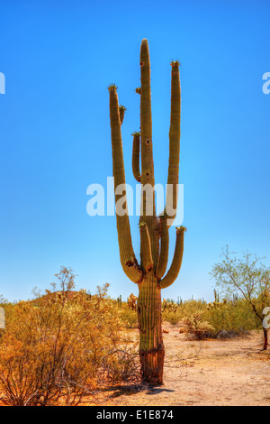 Saguaro Kaktus Cereus Giganteus in der Wüste von Arizona Stockfoto