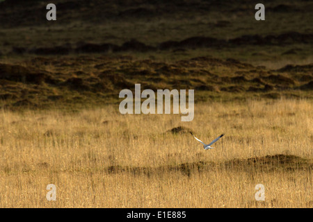 Männliche Kornweihe (Circus Cyaneus) Jagd über seinen Lebensraum Moor. North Uist, äußeren Hebriden, Schottland, UK Stockfoto