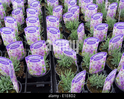 Lavendel Pflanzen für Verkauf Vielzahl Lavendula 'Twickel Purple' Heacham Norfolk England UK Stockfoto