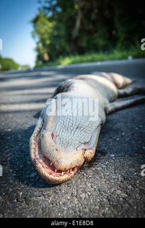 Alligator Roadkill auf Highway A1A in Ponte Vedra Beach, Florida, USA. Stockfoto