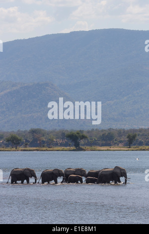 Afrikanische Elefanten Herde (Loxodonta Africana) über den Zambezi Fluss Stockfoto