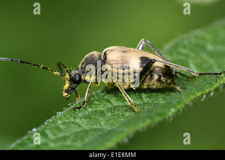 Pachyta Quadrimaculata, ein 4-spotted Licht braun & schwarz europäischen Laubholzbockkäfer. Stockfoto