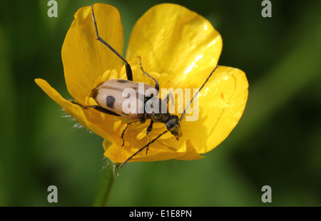 Pachyta Quadrimaculata, ein 4-spotted Licht braun & schwarz europäischen Laubholzbockkäfer auf einer Butterblume Blume Stockfoto