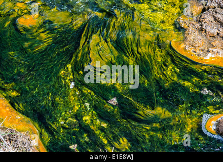 Grüne Algen wächst in einem Strom von heißen Quellen gespeist. Yellowstone-Nationalpark, Wyoming, USA. Stockfoto
