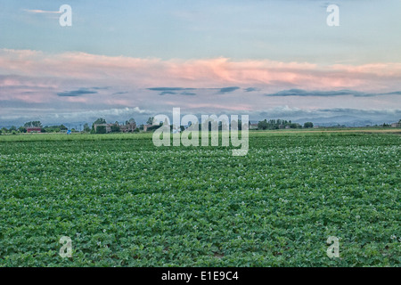 Zerstörten Bauern Häuser im italienischen Landschaft Stockfoto