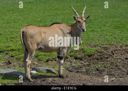 Eine gemeinsame Eland. Stockfoto