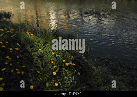 Abends Blick gelbe Löwenzahn an grasigen Ufern von Calder und Hebble Canal, Brookfoot Schloss, Camm Mühle, Brighouse, Yorkshire, Großbritannien Stockfoto