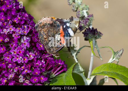 Red Admiral Schmetterling auf Sommerflieder Stockfoto