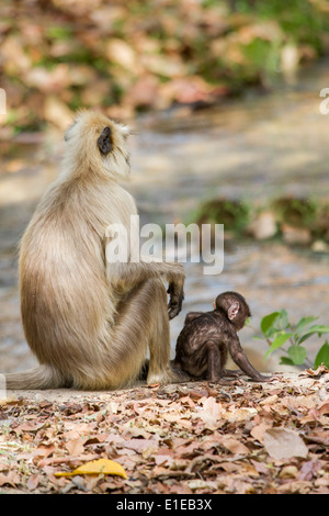 Languren Affen mit Baby, Bandhavgarh National Park, Madhya Pradesh, Indien, Asien Stockfoto